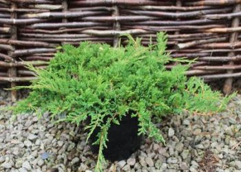 juniperus-horizontalis-prince-of-wales